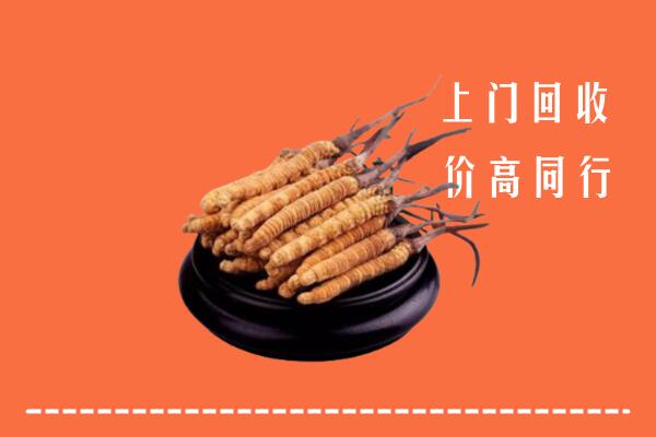 高价求购：洛阳回收散虫草